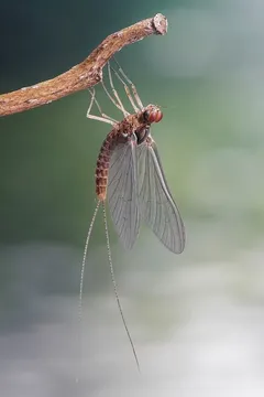 Detailed image of a mayfly perched on a branch, showcasing its transparent wings, long tail filaments, and segmented body—important to fly fishing ecosystems.
