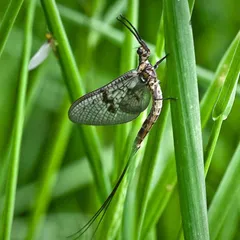 A mayfly with transparent veined wings and long tail filaments perched on a green blade of grass—an iconic insect in the fly fishing world.