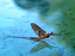 A detailed close-up of a mayfly resting on the surface of blue-green water, often mimicked by fly fishing lures.